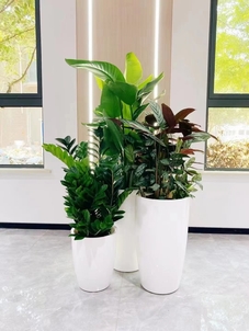 前湾花卉租赁服务好